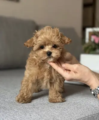 Küçük Maltipoo yavruları sahiplenmek için.