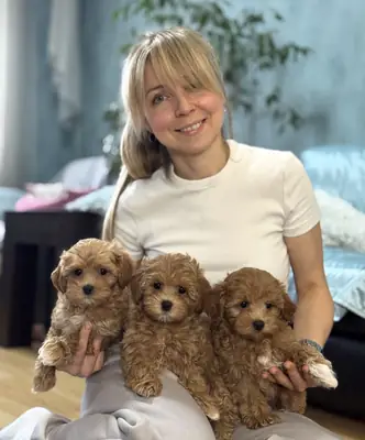 Cachorros Toy Maltipoo en adopción
