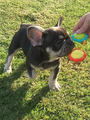Mevcut sevimli Fransız Bulldogu yavruları