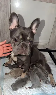 French Bulldog Puppy