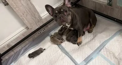 法国斗牛犬幼犬