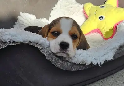 比格犬幼犬