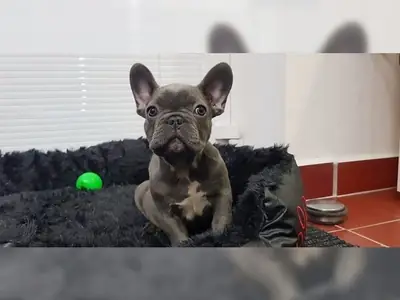 Fransız Bulldog Yavrusu