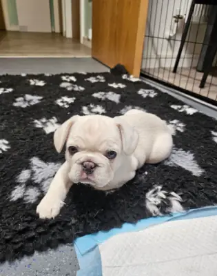 Fransız Bulldog Yavrusu