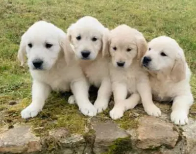 Adorable Golden Retriever Puppy For Adoption