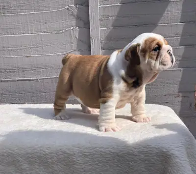 stunning litter Huu clear quality bulldog puppies