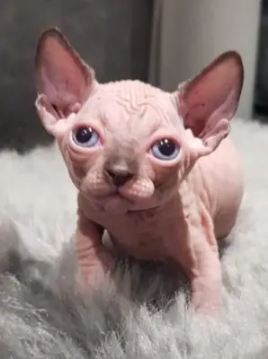 Cute Sphynx Kittens