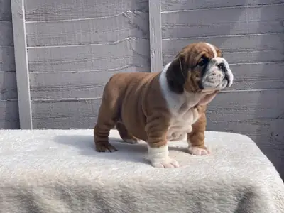 çarpıcı Huu temiz kaliteli bulldog yavruları
