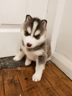 akc kayıtlı siberian husky yavruları