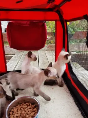 暹罗小猫