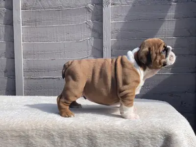 çarpıcı Huu temiz kaliteli bulldog yavruları