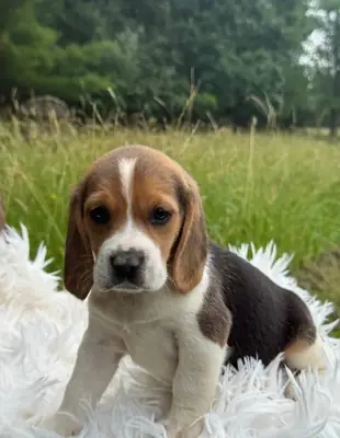 AKC注册的比格犬幼犬（请通过下面的whatsapp号码与我联系）