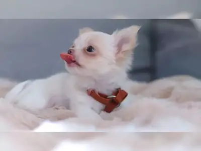 为您提供的吉娃娃小狗（请通过下面的whatsapp号码与我联系）