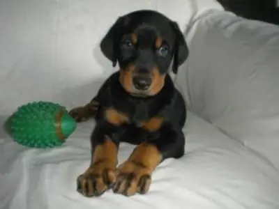 Rottweiler Puppies For Re-homing(Please contact me via whatsapp number bellow)