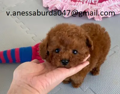 Cachorros de Poodle de raza pura (por favor contáctame por correo electrónico en las fotos)