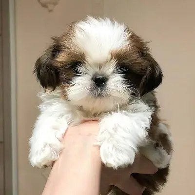 可爱的西施犬幼犬可供出售