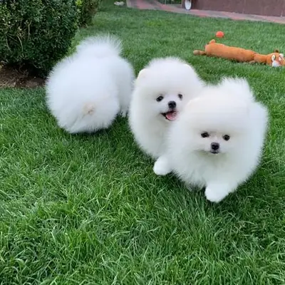 Confident and Gorgeous Pomeranian puppies 