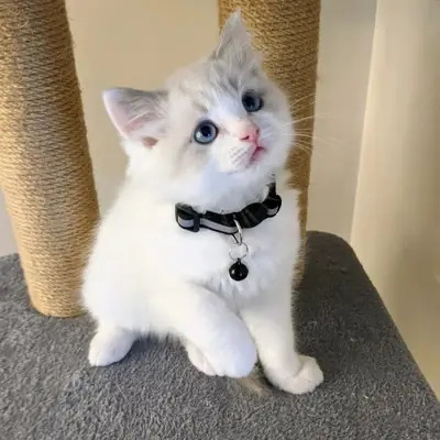 可爱的布偶猫小猫可供出售