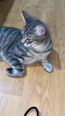 Chat de 7 mois 