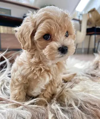 Cachorro de maltés inteligente listo para un hogar