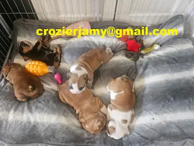 英斗犬幼犬