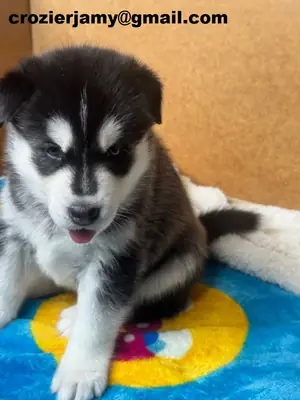 西伯利亚哈士奇幼犬
