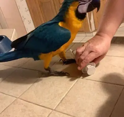 guacamayo azul y dorado en adopción (Por favor, contáctame a través del número de whatsapp a continuación)