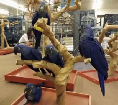 şefkatli Hyacinth Macaw papağanları (Lütfen aşağıdaki whatsapp numarasıyla benimle iletişime geçin)