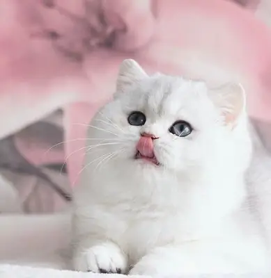 Los gatitos viven en un apartamento 