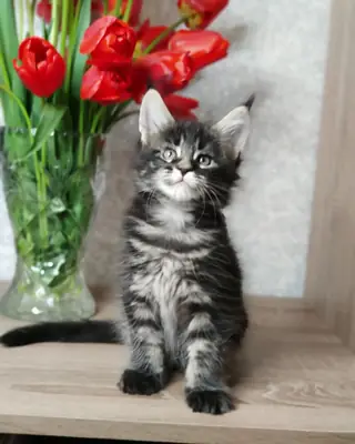 Gatitos Maine Coon de raza pura con pedigrí
