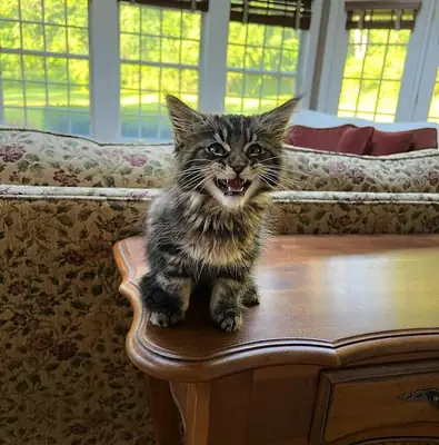 Sevimli Maine Coon yavruları sonsuza dek bir yuva arıyor!