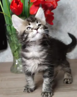 使我们的猫咪特别的地方：