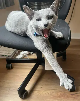 Щенки растут в нашей семье