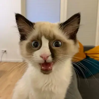 如果您愿意，可以提前预约与我们联系，参观小猫并亲自了解它们。