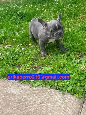 Regalo cachorros de Bulldog Francés (macho y hembra)
