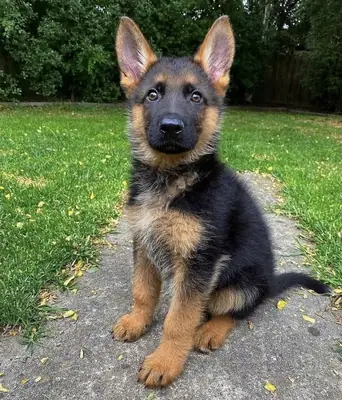 Cute German shepherd 
