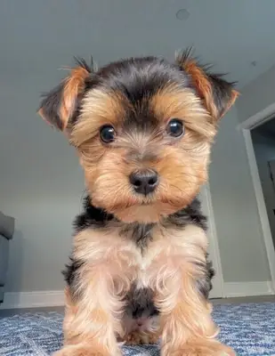 Adorables chiots Yorkie 🐾 Chiots Yorkie mignons, énergiques et affectueux disponibles pour un foyer aimant
