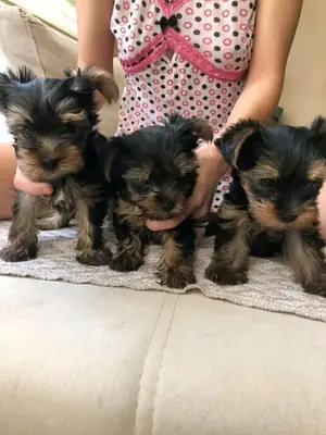 Veuillez me contacter sur Whatsapp pour ce bébé adorable