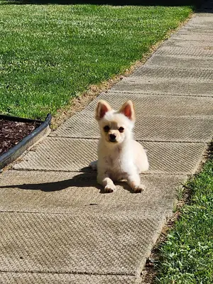 Trained Pomeranian puppy 