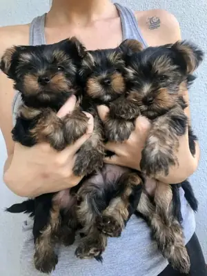 通过Whatsapp联系我们以获取更多细节，我们有2只母狗和3只公狗幼犬可供选择