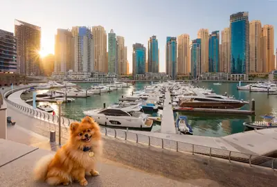 Muy lindo bulldog francés