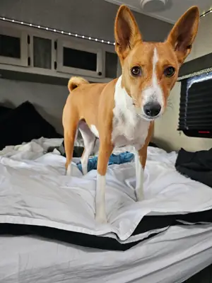 tecrübeli birne sahiplendirilecek