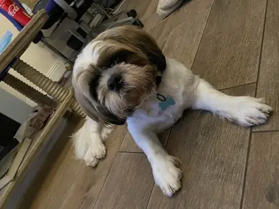 shih tzu, bakımı düzen isteyen bir köpek
