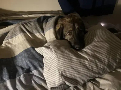 apartman için uygun değilmiş bizi çok zorluyor