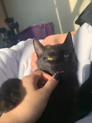 The black cat is used to it, but we can't take care of it.