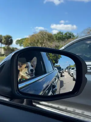 corgi, needs more attention than expected