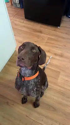 active dog, not suited to my routine