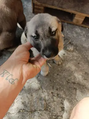 2 aylık safkan yavrular