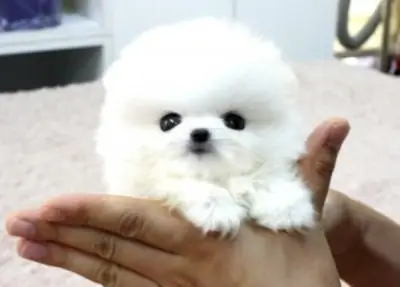 Pomerania para reubicación (Por favor contáctame a través del número de whatsapp a continuación)