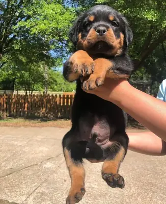 Rottweiler puppies (Please contact me via whatsapp number bellow)